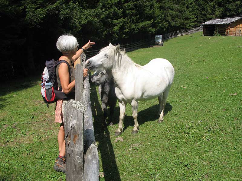 hochschober